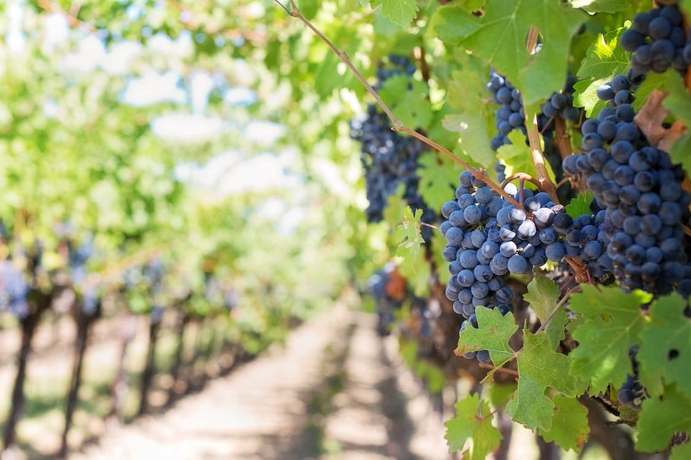 CULTURA, VINHO E COMIDA DELICIOSA DE SIENA