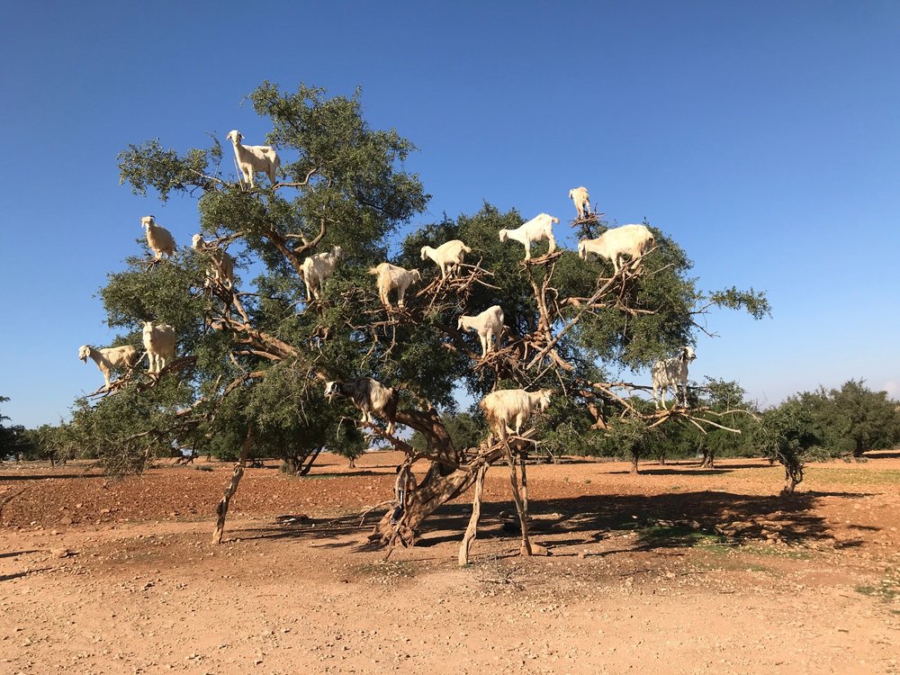ZAGORA - NKOB - RISSANI - ERFOUD