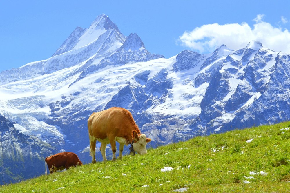 UP TO THE SWISS MOUNTAINS