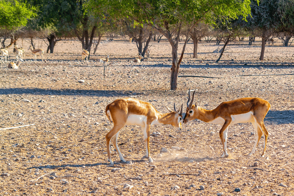 ISLA SIR BANI YAS: UN VIAJE INOLVIDABLE A TRAVÉS DE LAS MARAVILLAS DE LA NATURALEZA
