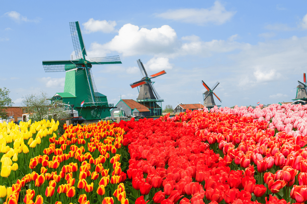 ZAANSE SCHANS - MARKEN - VOLENDAM E VISITA PANORÂMICA DE AMSTER DÃ