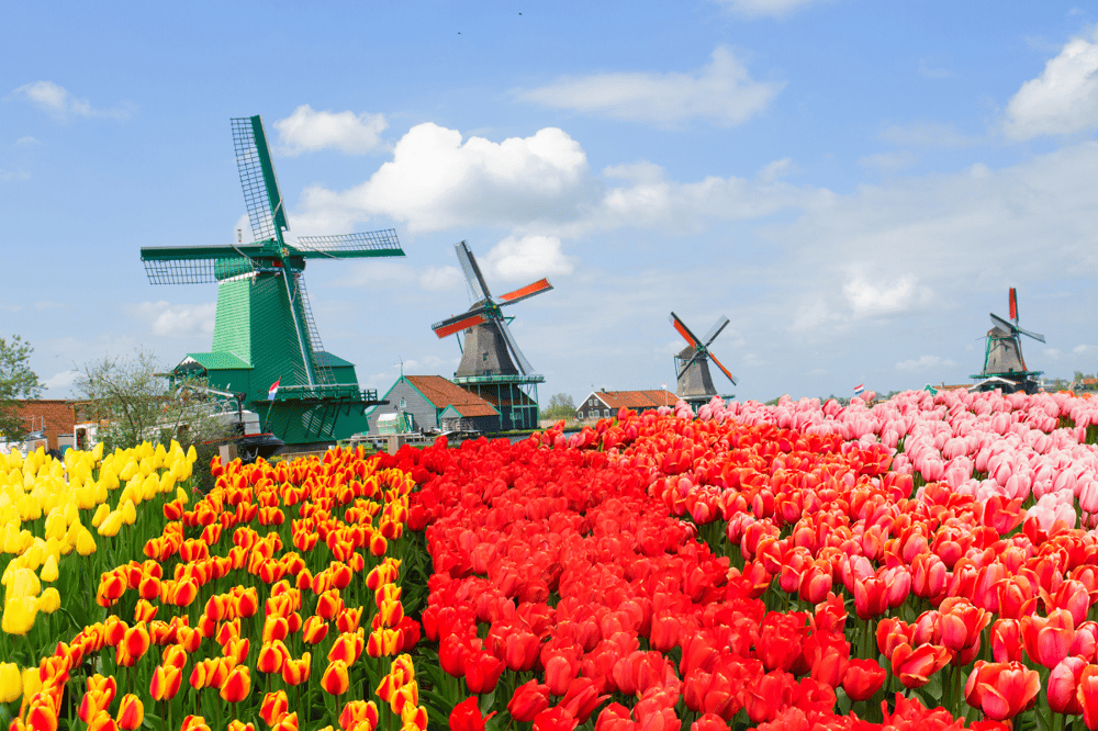 THE CHARM OF THE DUTCH COUNTRYSIDE: WINDMILLS, CHEESE & TRADITION