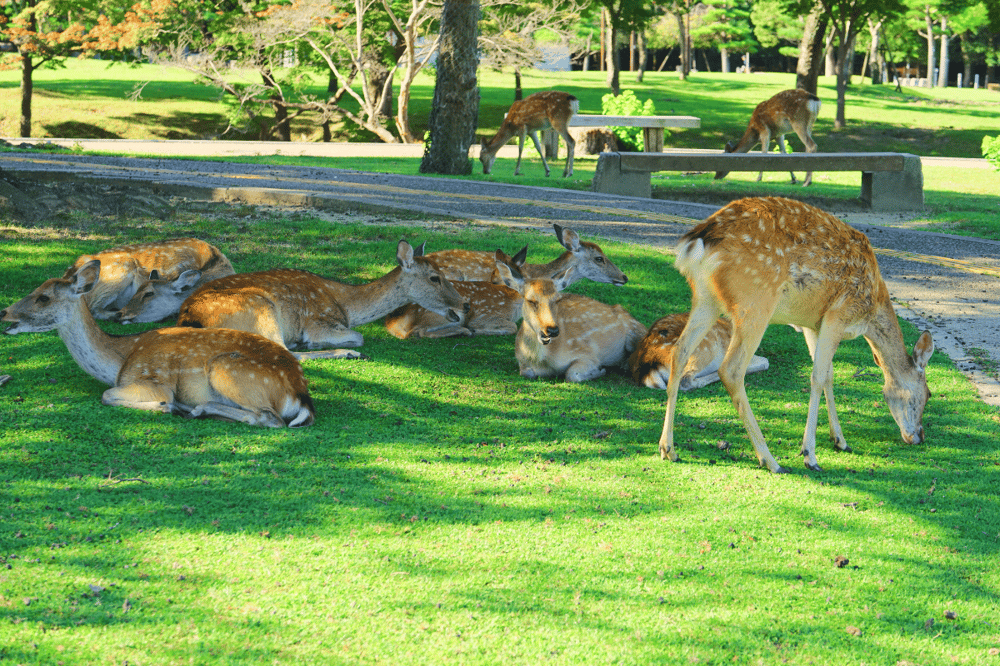KYOTO - NARA - OSAKA