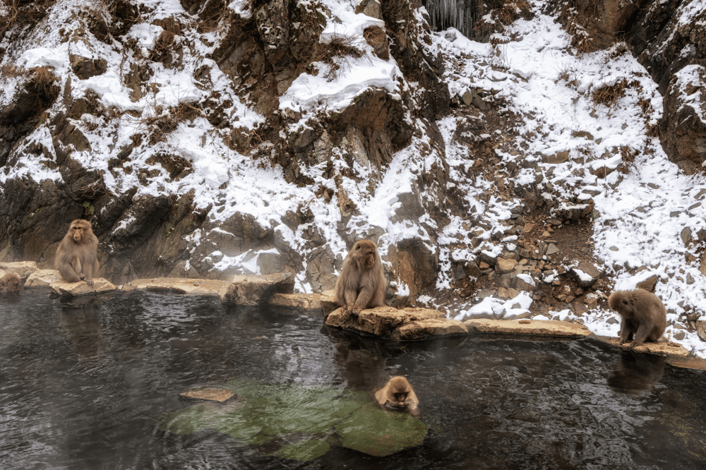 NAGANO - PARQUE DOS MACACOS - KUSATSU - IKAHO