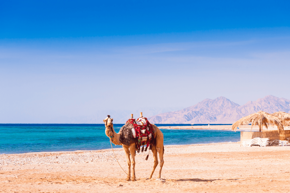 DESPIDIENDO HURGHADA Y RETORNO A EL CAIRO