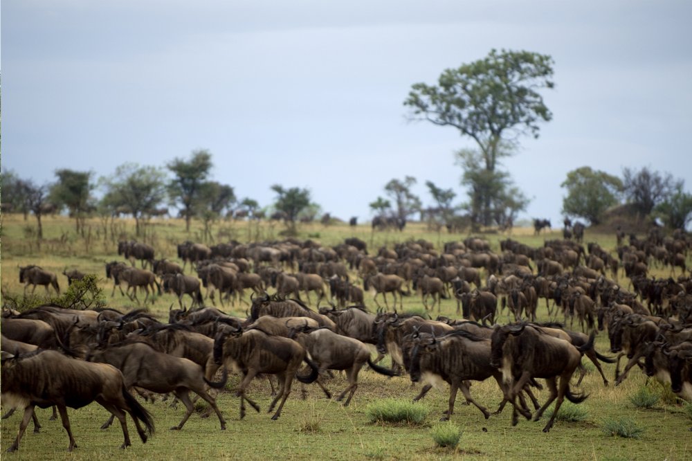 DE NAIROBI A MASAI MARA
