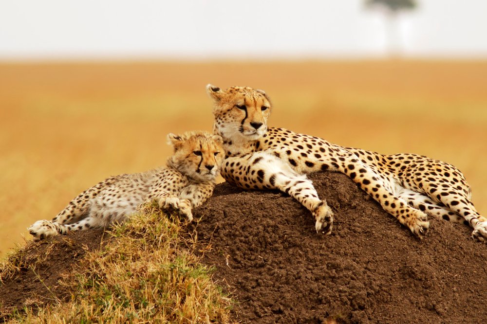 SEGUIMOS EXPLORANDO LA RESERVA DE MASAI MARA