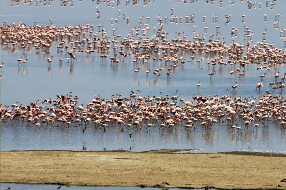 NGORONGORO – LAGO MANYARA