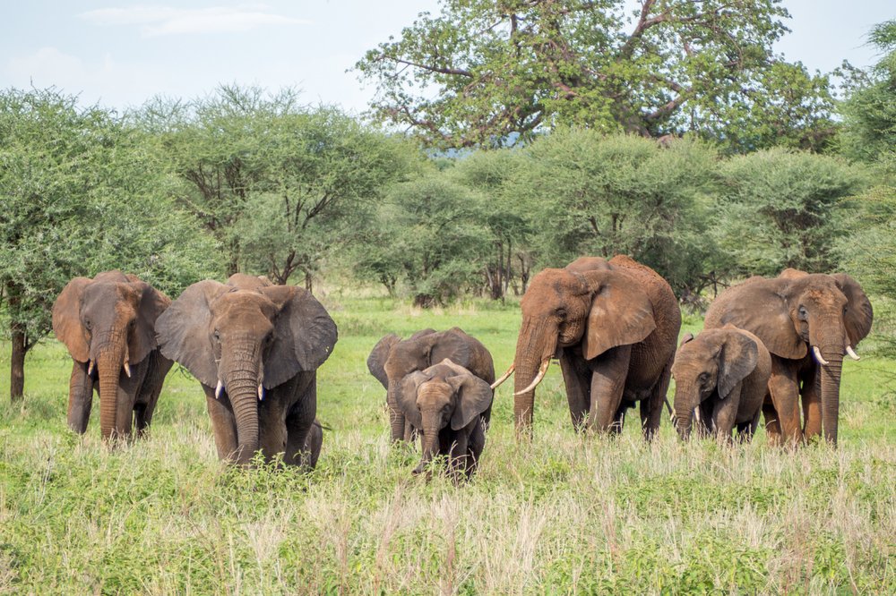 PARQUE NACIONAL DE AMBOSELI