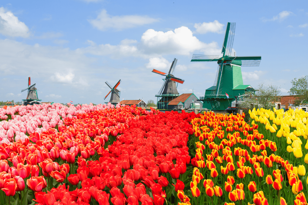 THE ESSENCE OF NETHERLANDS