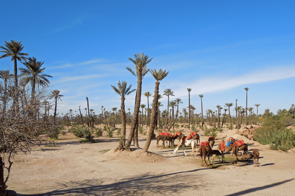 CAMEL ADVENTURE IN MARRAKECH
