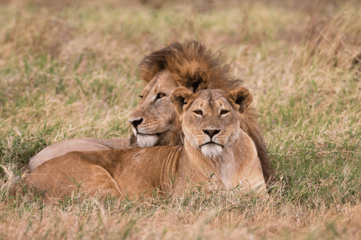 LO MEJOR DE KENIA Y TANZANIA